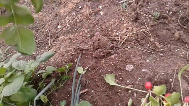 Маленький Огородик Елены Тереховой - Урожай Редиса 05.05.2022