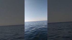 Лодка SMarine330 НДНД Ямаха