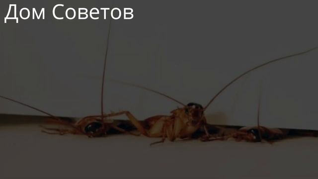 Как избавиться от Тараканов без Химии и Затрат Навсегда смотреть онлайн