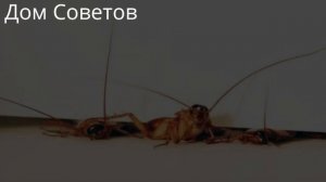 Как избавиться от Тараканов без Химии и Затрат Навсегда