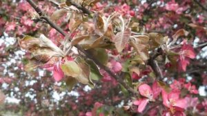 Цветет красным яблоня.