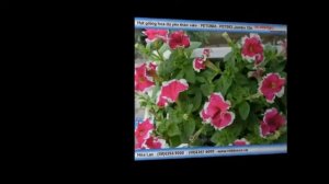 Giống Dạ yên thảo viền PETUNIA