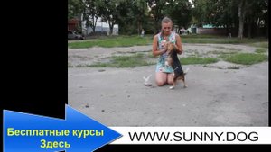 Почему собака убегает? Что необходимо сделать, чтобы собака от вас не убегала?