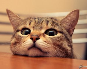 Жизнь без кошек была бы скучна и безрадостна.