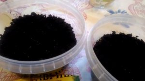 Посев земляники мелкоплодной из семян🍓легко!!!😉