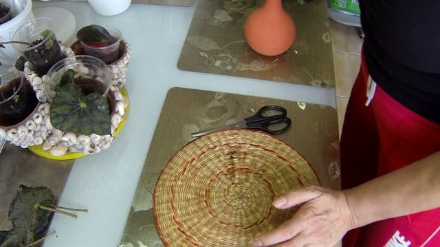 Декоративно-лиственные бегонии - уход по методу.... Обзор бегоний. смотреть онлайн