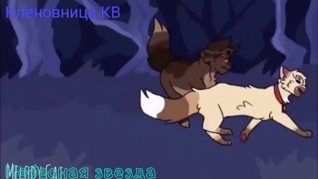 Коты-воители клип Звездоцап и Саша у кошки 9 жизней смотреть онлайн