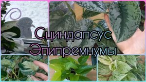 ОБЗОР и УХОД?Сциндапсус?Эпипремнумы?Сходства и отличия?Марбл Квин?Марбл Эппл?Хэппи лив?Неон?