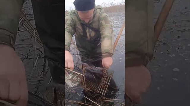 щука бакаааа