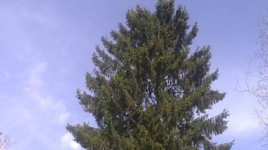 Баболовский парк. Г. Пушкин (Санкт-Петербург)