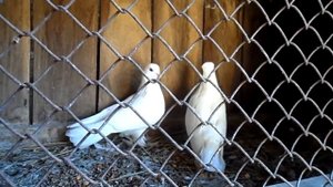 чем кормить голубей?.what to feed the pigeons? красивые голуби Чем можно кормить голубей