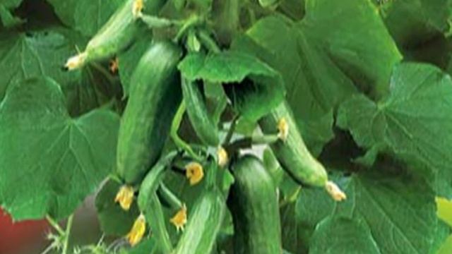 Комнатные растения. Огурцы "Балконное чудо". смотреть онлайн