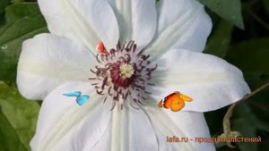 Клематис крупноцветковый Мисс Бейтман (climatis) ? обзор: как сажать, саженцы клематиса Мисс Бейтма