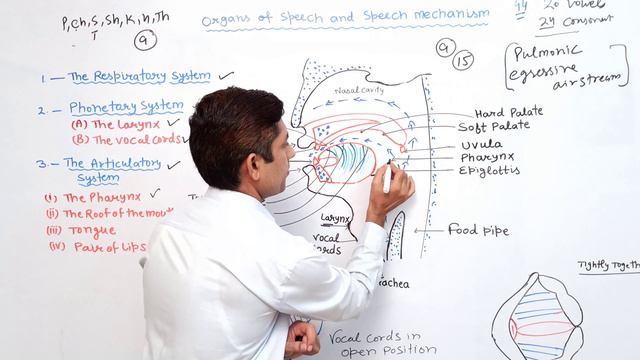 Organs of Speech | Speech Mechanism | Phonetics | organs of speech in english смотреть онлайн