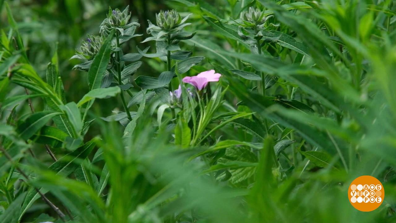 Когда цветет Иван-чай... Доброе утро. Фрагмент выпуска от 28.06.2021