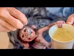 ПОЗИТИВЧИК от СТЁПЫ! Степашка с Владом ЕДЯТ ОВСЯНКУ! Большой ложке и рот радуется)))