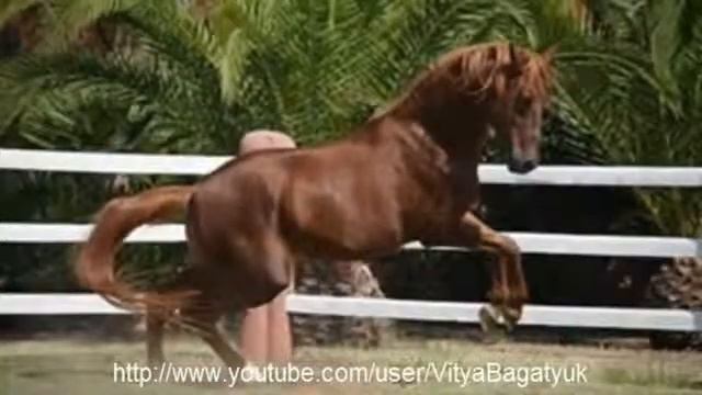 Подборка 7 самых красивых пород лошадей мира! смотреть онлайн