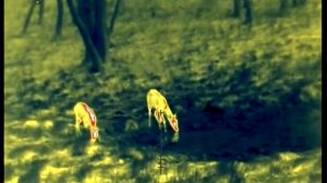 козлы (косули) в тепловизор (fortuna one 6m) - thermal roe deer - 50m (cc28km)