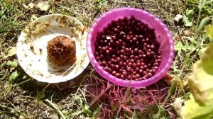Дубовый бушкрафт 9 - Пастила из боярышника.
