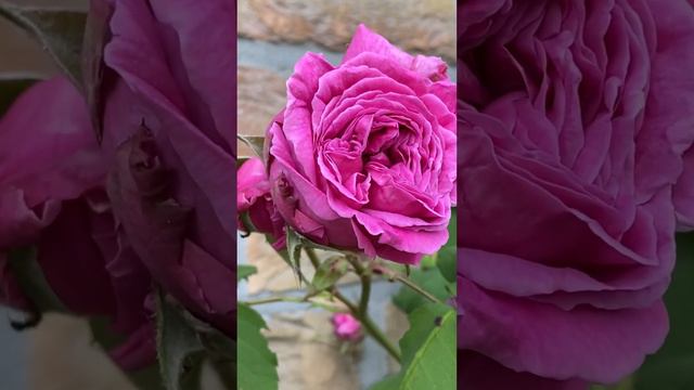 Belles roses. Rose “Mme Isaac Pereire”.  Роза плетистая «Мадам Исаак Перейр». Фуксия.