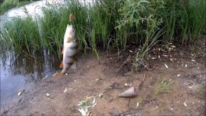 Рыбалка на МИКРОДЖИГ (джиг риг) и на микро вертушку. Ловля хищника.