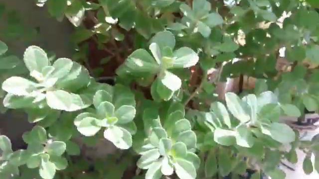 Planta do amor. Desafio смотреть онлайн