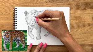 Как нарисовать тигра карандашом | Рисунок для начинающих поэтапно