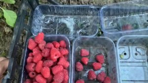 Малина сорт Феномен урожай і розміри ягід