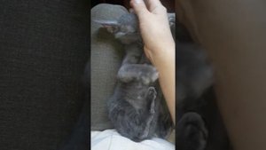 Котята Сфинкс-браш. флок? или это другое животное?