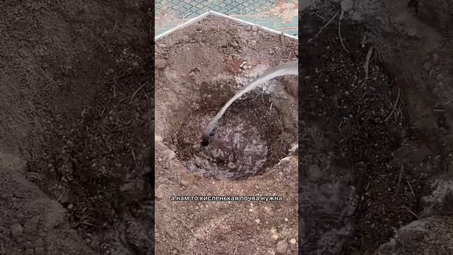 Как правильно посадить гортензию смотреть онлайн