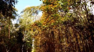 Босая осень