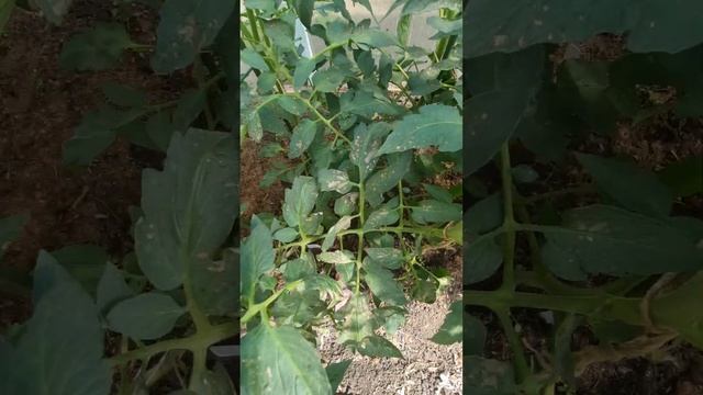 05.06.23. не делайте так с томатами,читайте инструкцию смотреть онлайн