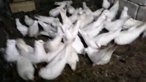 Голуби белые чубатые бровятые