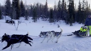 Катание на хаски и снегоходах в Мурманской области #мурманск #хаски #снегоход #сафари