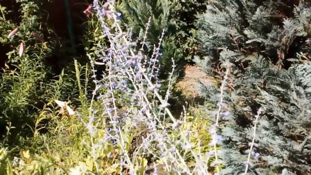 Лилейники с комментариями на 28июня2019  .Последствия урагана . #мойсад2019 #лилейники