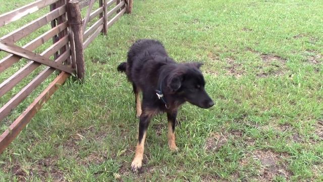 Животноводство нашего поселка Белозерный смотреть онлайн
