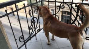 Ка Де Бо (Ca de Bou Dog) на охране, голос!