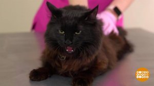 Не надо кусаться! Доброе утро. Фрагмент выпуска от 04.10.2019