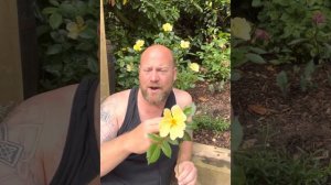 Personal review of Rose “ Tottering by gently from @david_austin_roses 