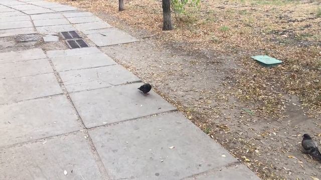Чем болеют голуби?Голубь кашлял!