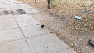 Чем болеют голуби?Голубь кашлял!