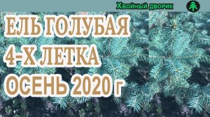 Ель голубая 4-х летка Сезон осень 2020 года (Обзор)питомник Хвойный дворик