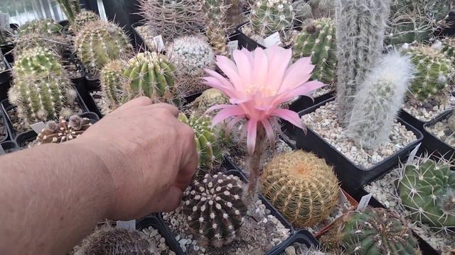 Эхинопсисы сошли с ума.Цветение..Echinopsis. смотреть онлайн