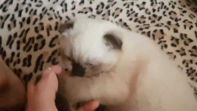 Котенок.Шотландская вислоухая порода кошек смотреть онлайн