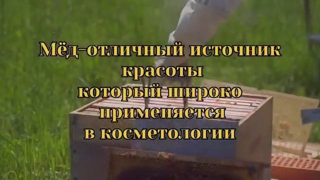 Несколько слов о пользе мёда смотреть онлайн