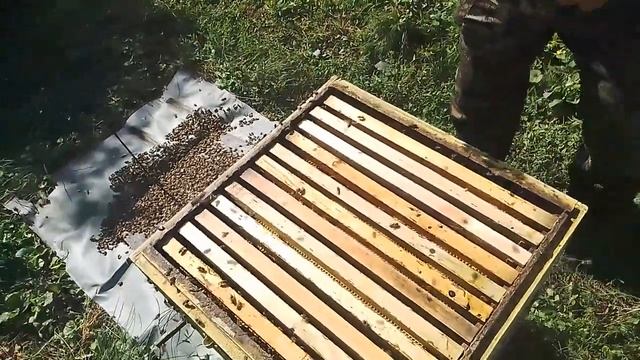 Рой пчёл что делать? Продолжение смотреть онлайн