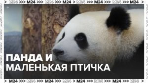 Московский зоопарк опубликовал кадры с пандой - Москва 24