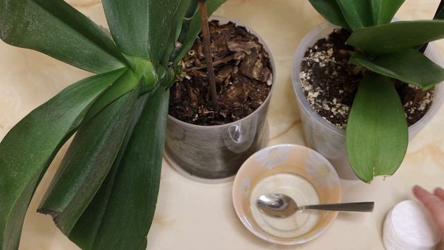 БЕСПЛАТНАЯ ПОДКОРМКА для БЕШЕНОГО РОСТА комнатных растений! ОРХИДЕИ растут как СУМАСШЕДШИЕ! смотреть онлайн