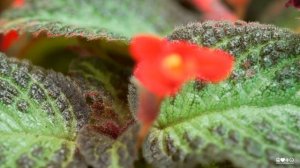 The New Hidden Gem In Our Plant Wall : Episcia Cupriata