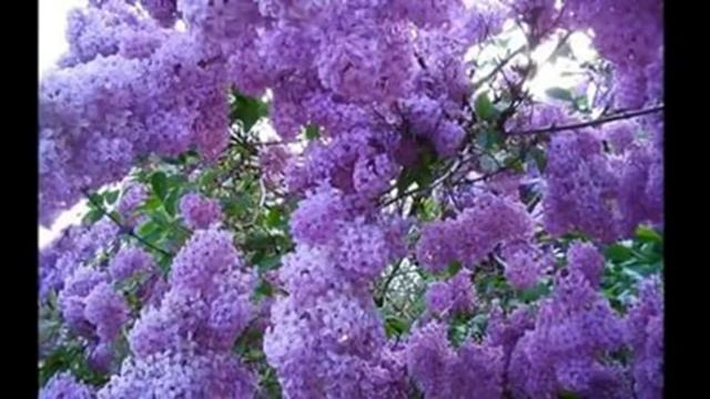 Любим и помним вас дорогие наши. Вы вечно живы в наших сердцах. смотреть онлайн